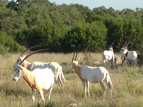 Hunting Land Texas Hill Country