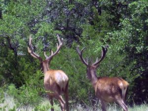 Texas Hill Country Hunting Ranches