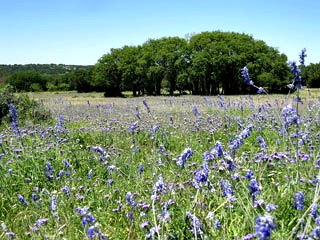 Texas Hill Country Hunting Properties