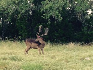 Texas Hunting Land for Sale
