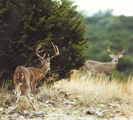 Texas Hunting Ranch for Sale