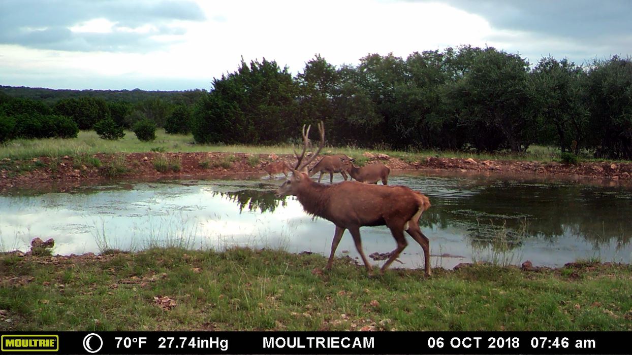 71 acres Edwards County, Texas Hunting Land Sale