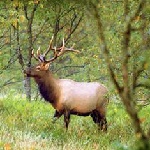 Elks