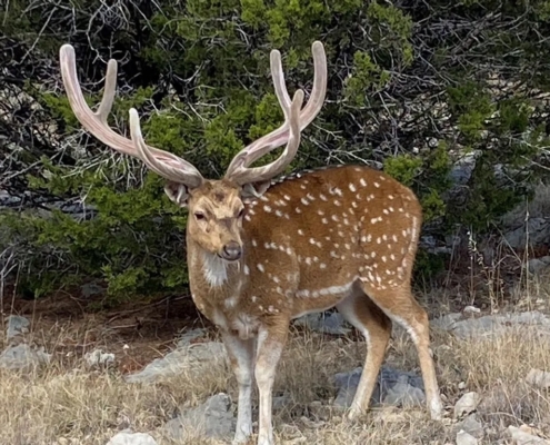 Texas Hill Country Ranch On Sale - 21103 N Highway 377, Telegraph, TX 78880 - 250.77 acres inside a 2, 860 acre highly desirable Dominion at Wagon Wheel Ranch