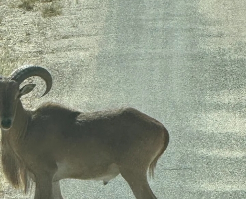 Texas Hill Country Ranch On Sale - 21103 N Highway 377, Telegraph, TX 78880 - 250.77 acres inside a 2, 860 acre highly desirable Dominion at Wagon Wheel Ranch