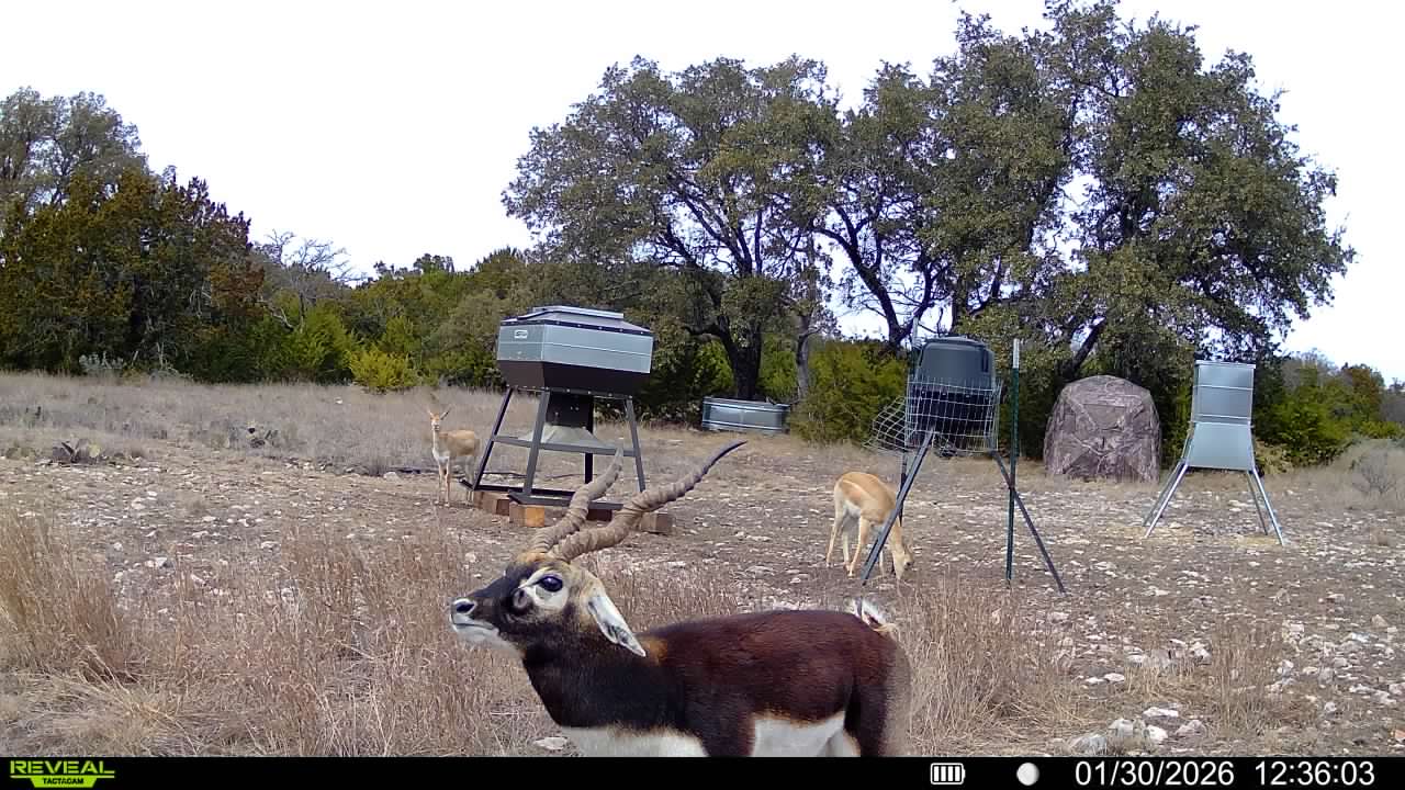 Dominion Ranch - Gaming and Hunting Ranch Texas for Sale