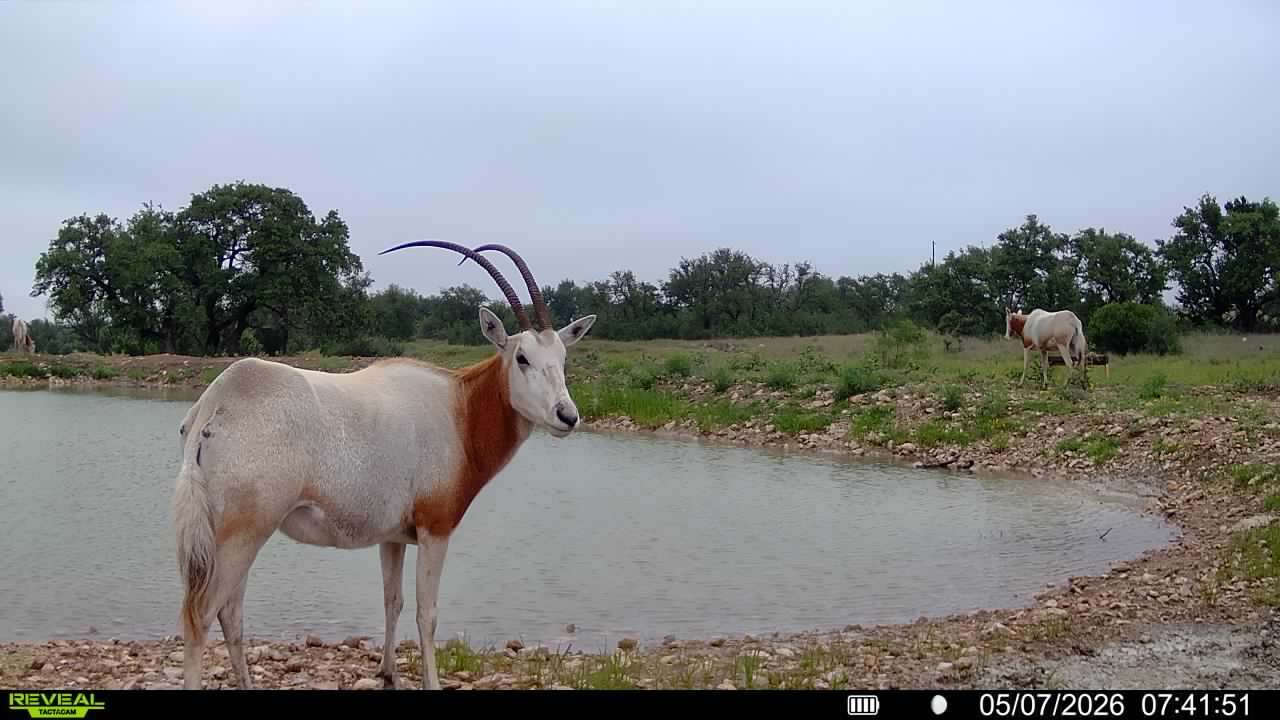 Dominion Ranch - Gaming and Hunting Ranch Texas for Sale