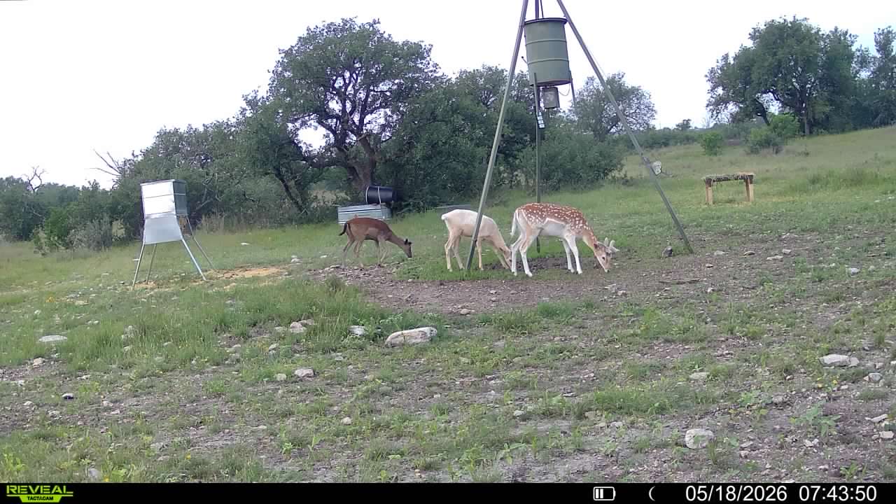 Dominion Ranch - Gaming and Hunting Ranch Texas for Sale 03