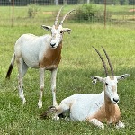 Scimitar Oryx