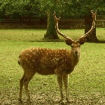 Sika